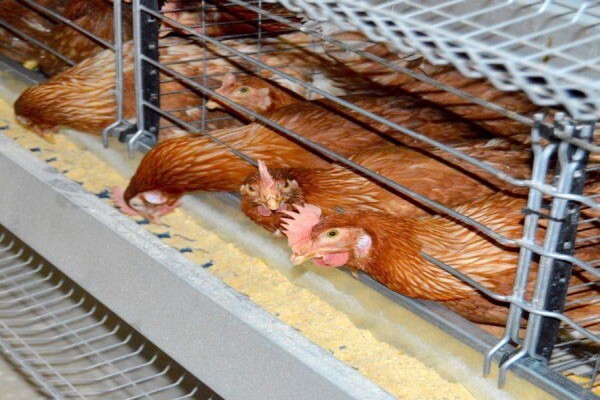 Reliance Poultry
