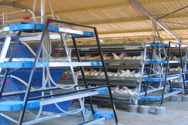 Reliance Poultry