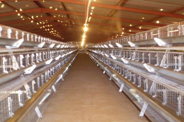 Reliance Poultry