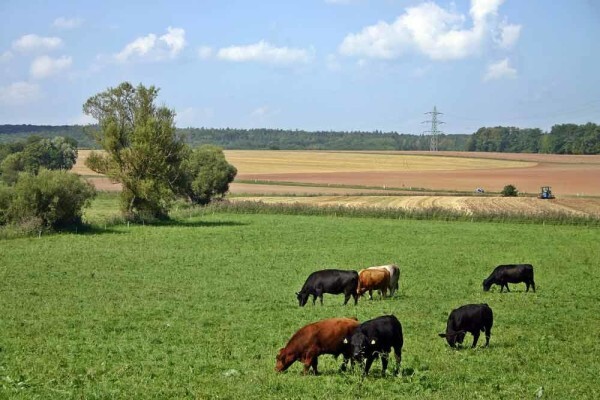 Kancanefarm