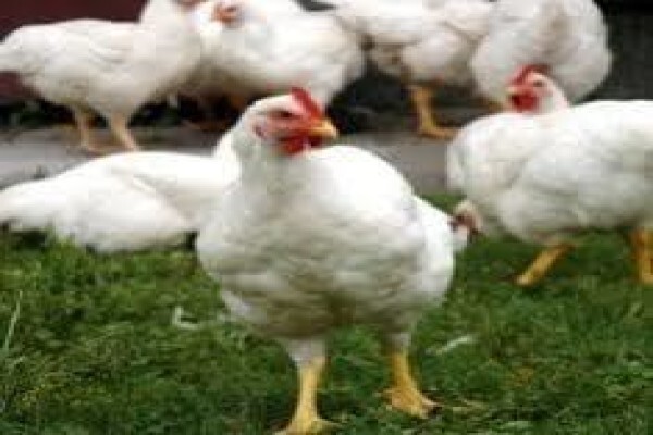 Kancanefarm