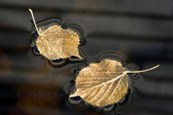 Shelley Heusser