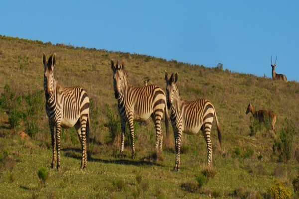 Allroundsafaris