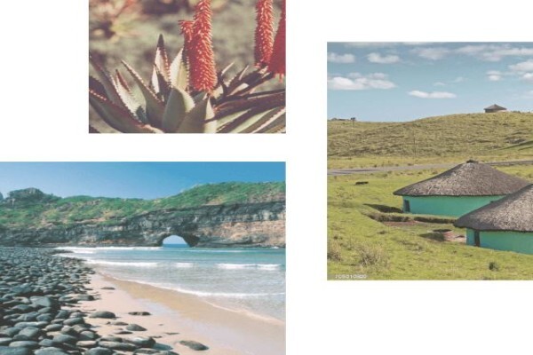 Sanca Central Eastern Cape