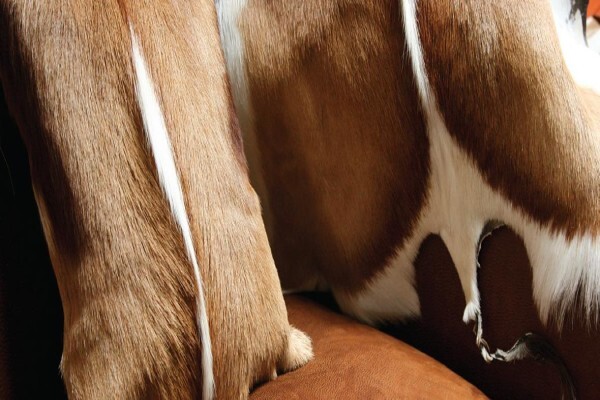 African Leather And Skins