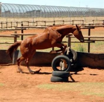 Kimequine Thoroughbred Sales