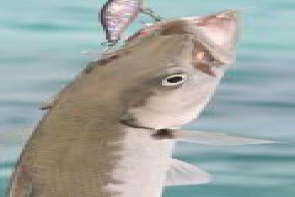 Fish The Sea