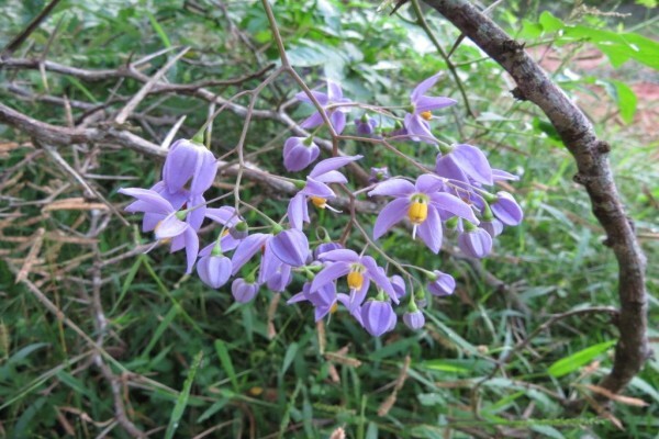 Suni-Ridge Org. Za