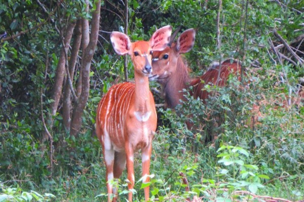 Suni-Ridge Org. Za