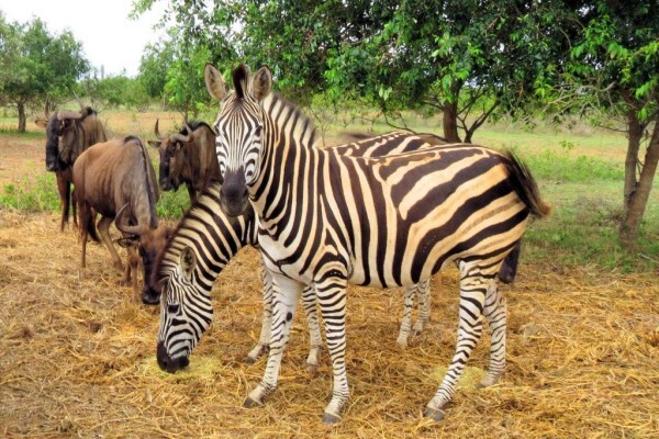 Suni-Ridge Org. Za
