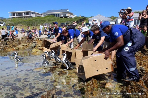 Dyer Island Conservation Trust