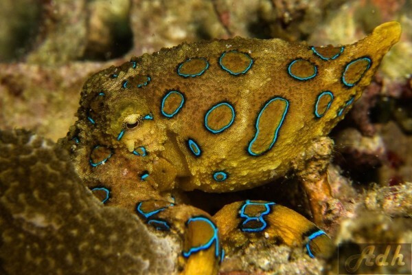 Divers Retreat
