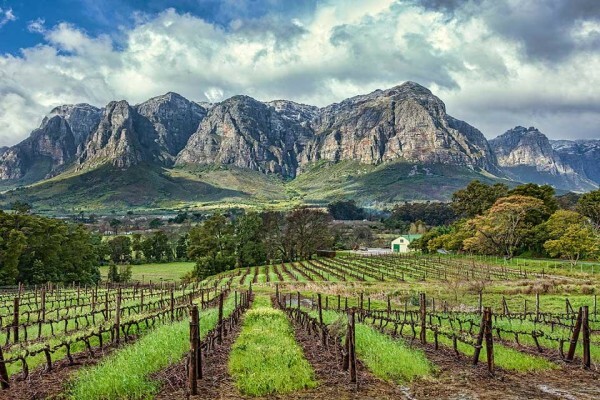 Institute Of Cape Wine Masters