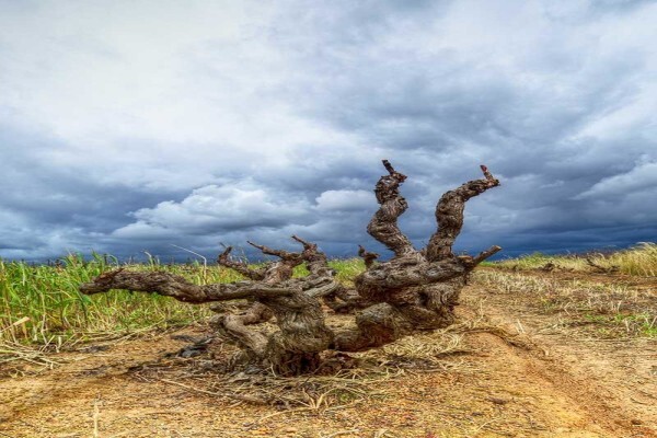 Institute Of Cape Wine Masters