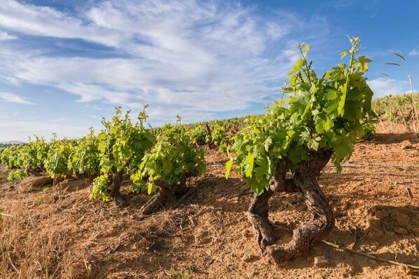 Institute Of Cape Wine Masters