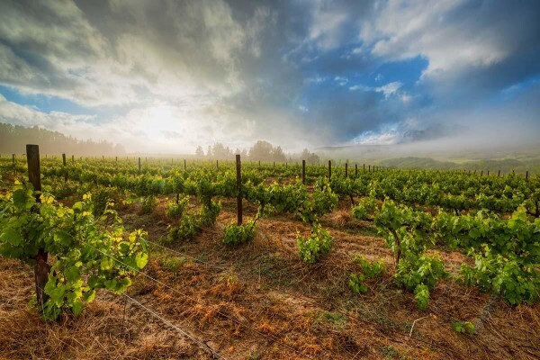 Institute Of Cape Wine Masters