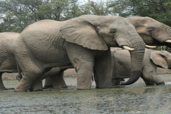 Tshukudu Bush Camp
