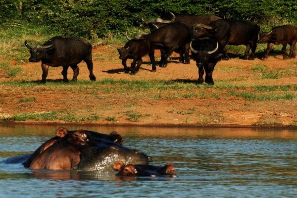 Tshukudu Bush Camp