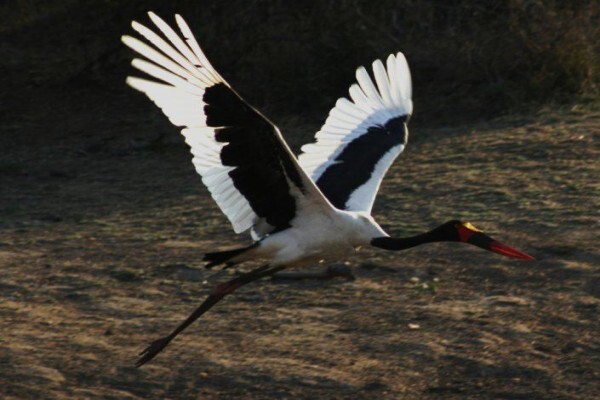 Tshukudu Bush Camp