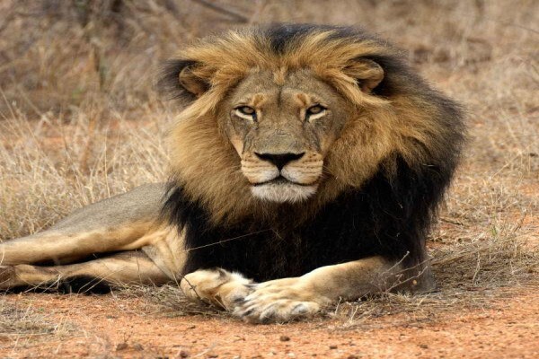 Tshukudu Bush Camp