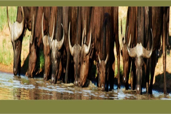 Tshukudu Bush Camp