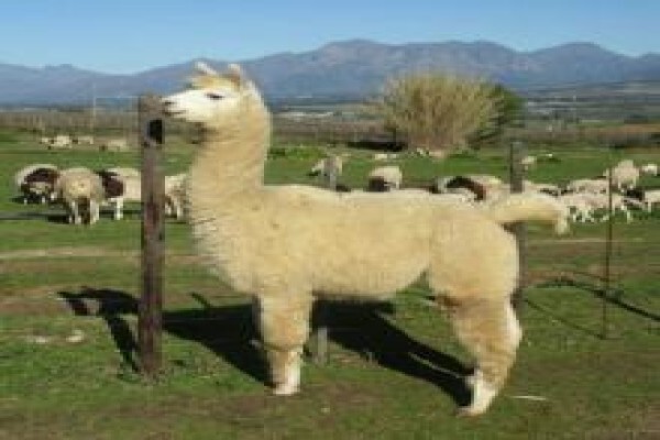 Agriseek
