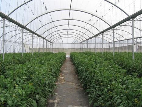 Cede Greenhouses