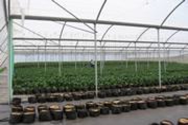 Cede Greenhouses