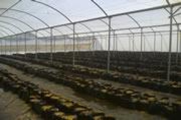 Cede Greenhouses