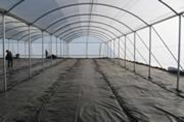 Cede Greenhouses