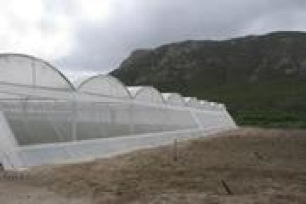 Cede Greenhouses