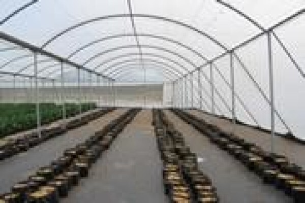 Cede Greenhouses