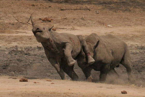 Thula Seats