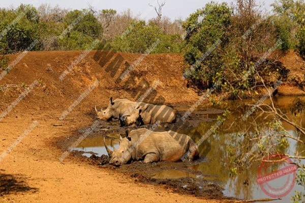 Evo'S African Shuttle