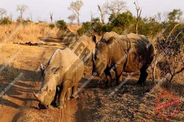 Evo'S African Shuttle