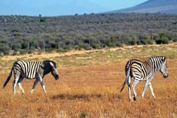 Kamiga Tours And Transfers
