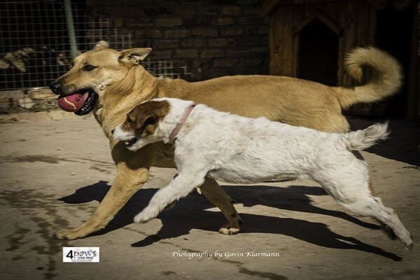 4Ourpaws