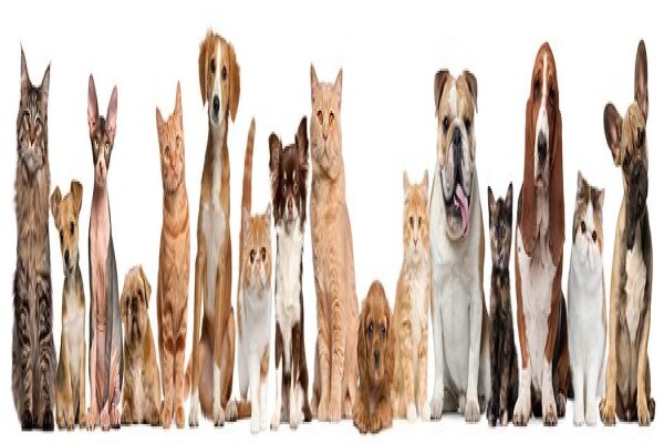 4Ourpaws