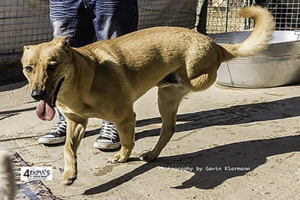 4Ourpaws