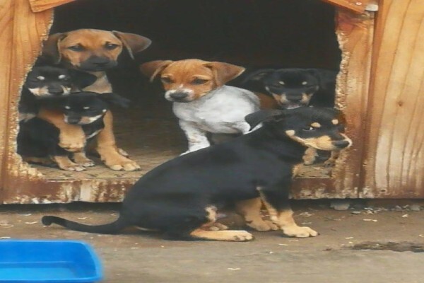 4Ourpaws