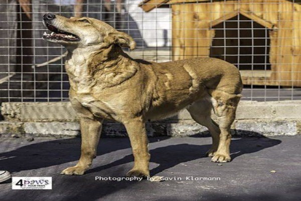 4Ourpaws