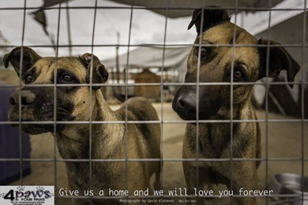 4Ourpaws