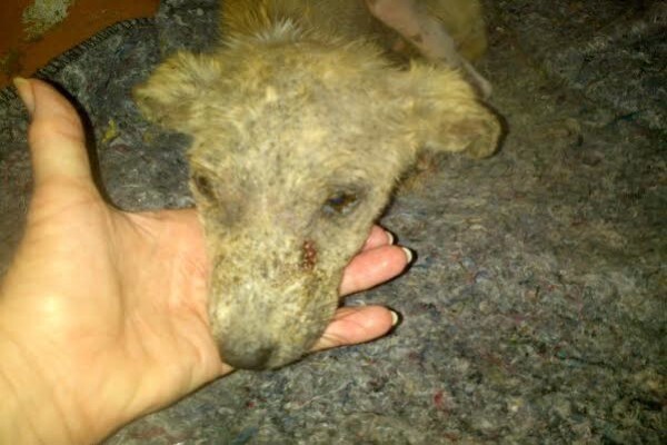 Empangeni Spca