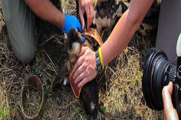Wildlife Act