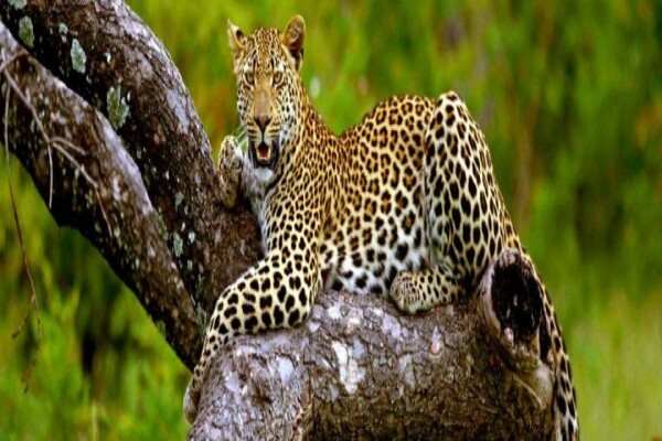 Wildlife Act