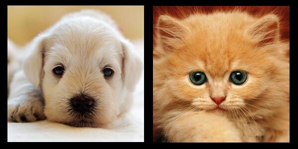 Pets On The Move