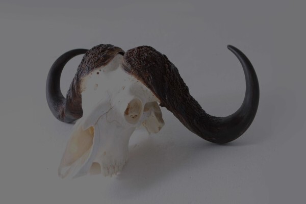 Splitting Image Taxidermy