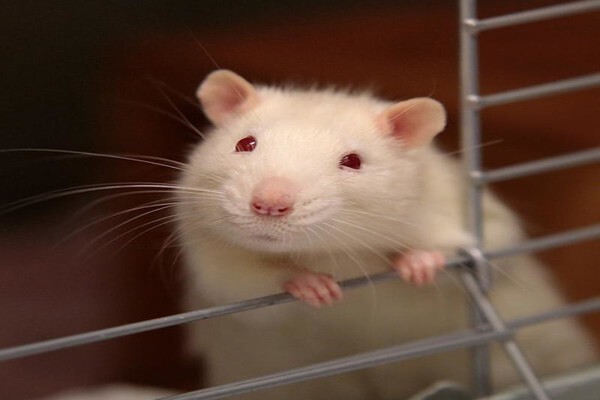 Nspca