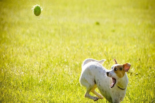 Dogsense