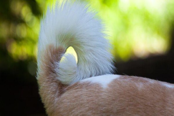 Dogsense